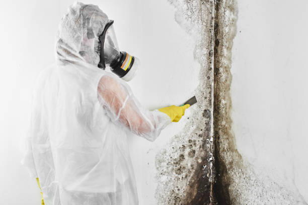 Office Mold Removal Services in Prineville Lake Acres, OR
