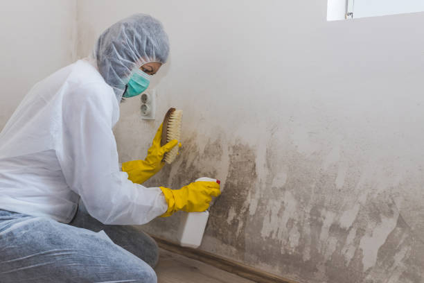 Best Best Mold Removal Companies  in Prineville Lake Acres, OR