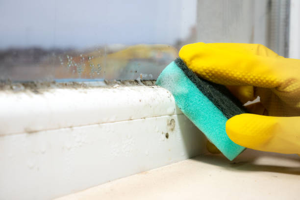 Best Mold Removal Near Me  in Prineville Lake Acres, OR