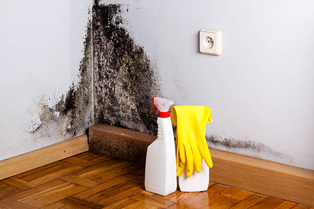 Best Residential Mold Removal  in Prineville Lake Acres, OR