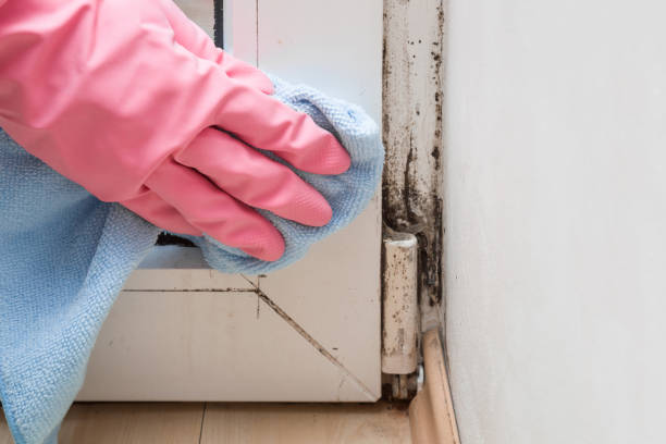Mold Removal and Inspection in Prineville Lake Acres, OR