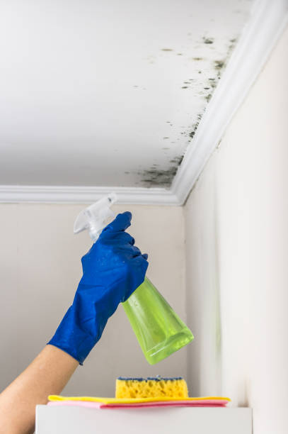 Best Toxic Mold Removal  in Prineville Lake Acres, OR